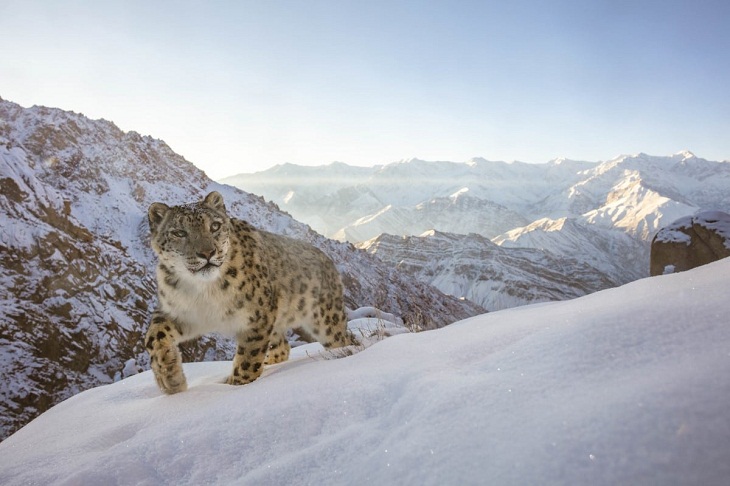 Premios Mundiales De La Fotografía De La Naturaleza 2022, leopardo de las nieves