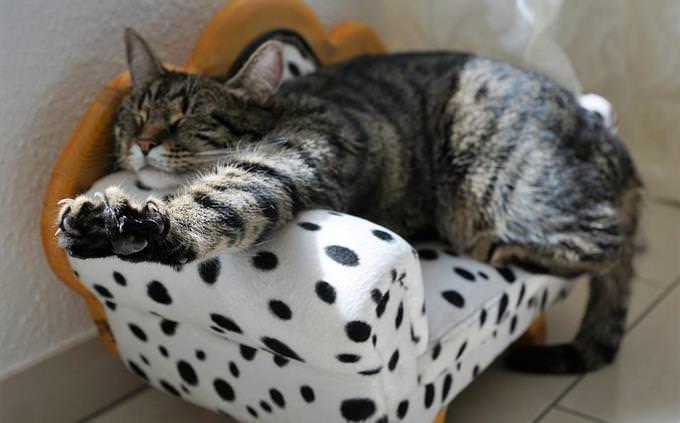 Lo que la rutina matutina revela sobre la personalidad: un gato se estira