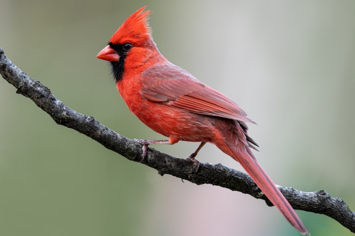 Datos Sobre Las Aves, Cardenales