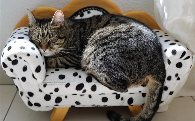 Lo que tus hábitos de sueño revelan sobre tu futuro: un gato durmiendo en un pequeño sofá