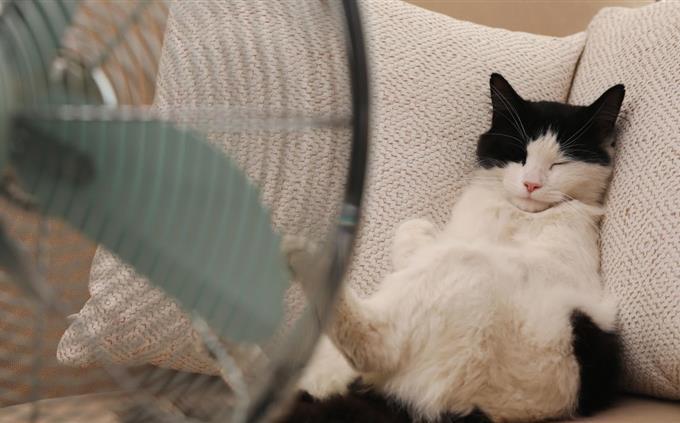 Lo que tus hábitos de sueño revelan sobre tu futuro: un gato durmiendo en la cama