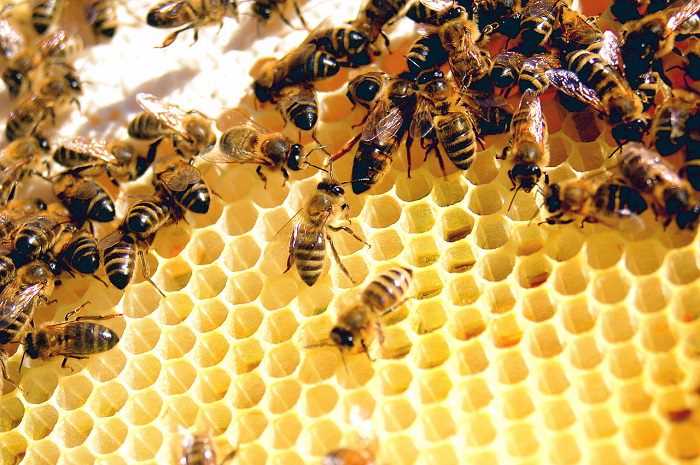 Beneficios De La Jalea Real, abejas