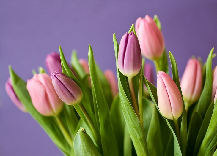 Plantas Hipoalergénicas, tulipán