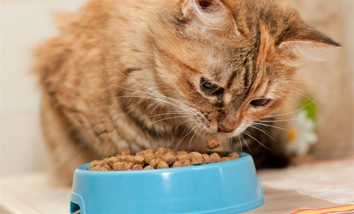 Cómo Alimentar a Tu Gato De Manera Correcta, gato comiendo 