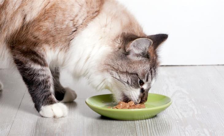 Cómo Alimentar a Tu Gato De Manera Correcta, gato comiendo