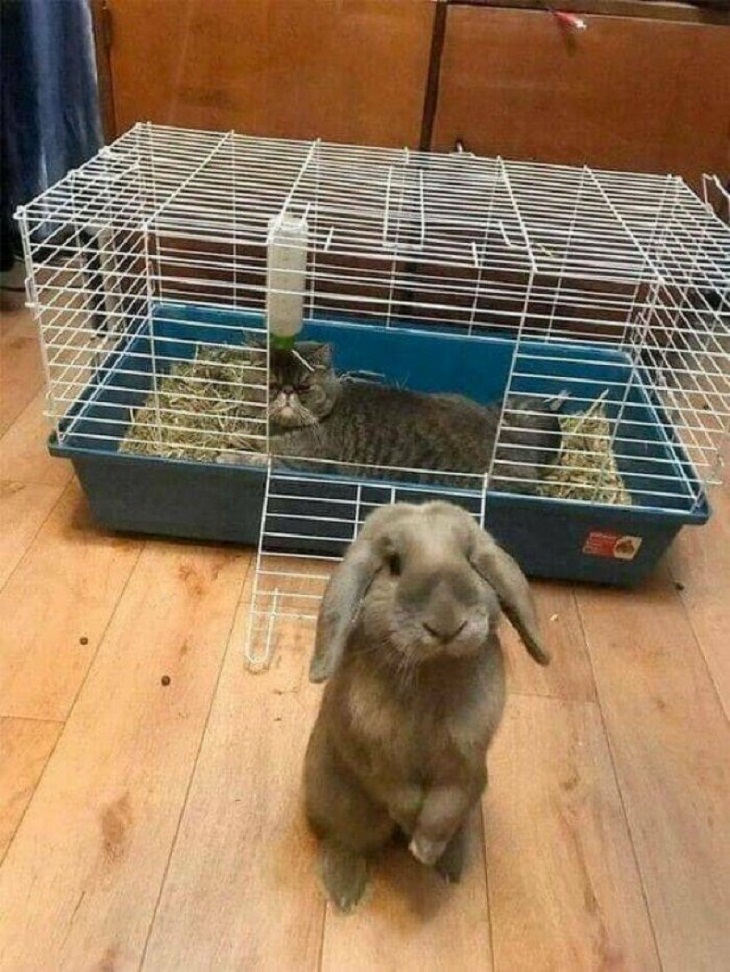 gato en jaula de conejo