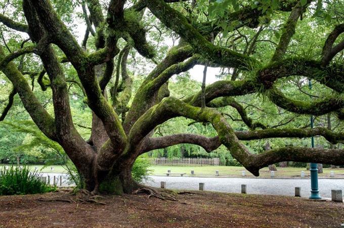 Prueba de memoria de obras de arte: un árbol con muchas ramas