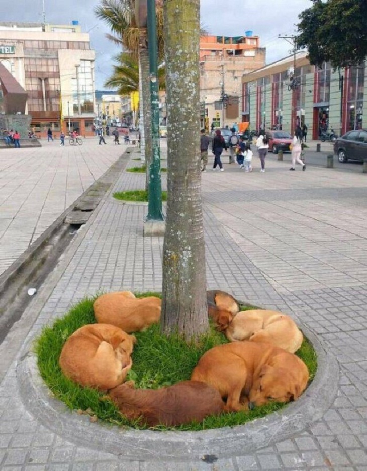 Perros durmiendo debajo de un árbol