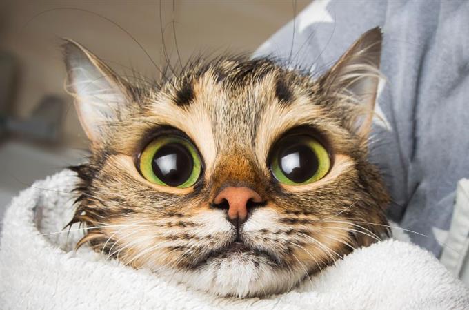 Prueba de memoria de obras de arte: un gato con ojos grandes