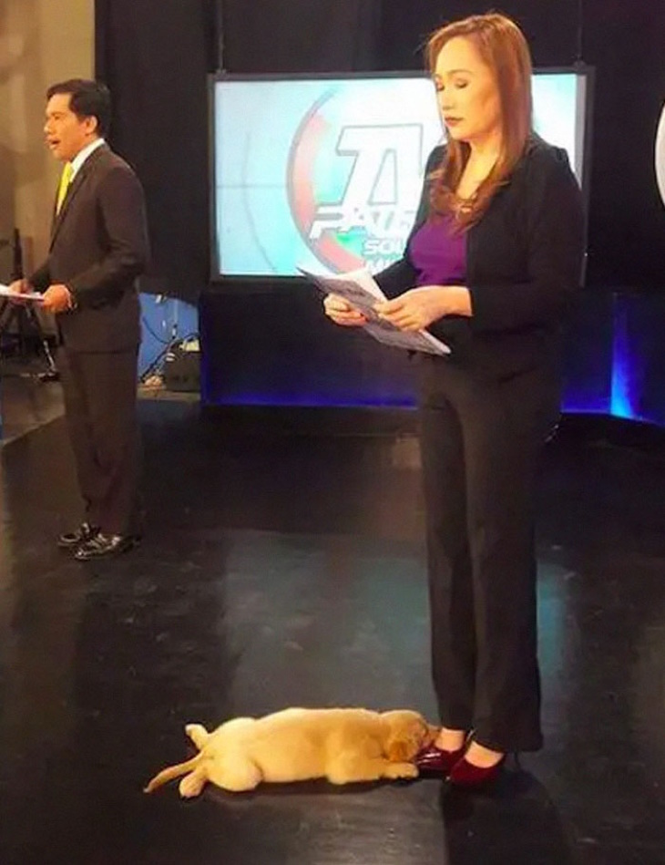 Preciosos Momentos De Animales, cachorro en estudio de tv