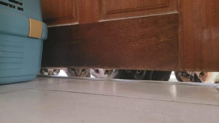 Preciosos Momentos De Animales, gatos espiando debajo de la puerta