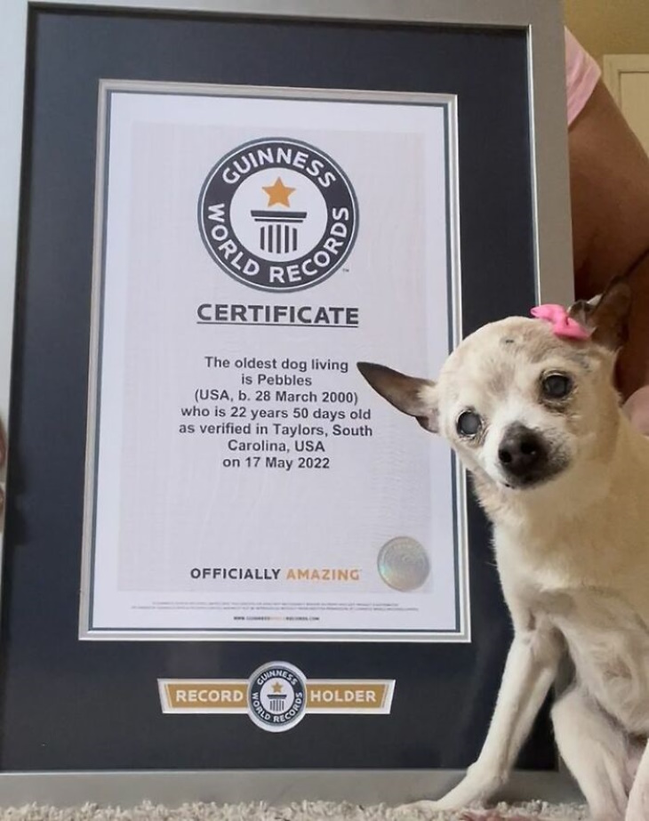 Preciosos Momentos De Animales, perro más viejo del mundo récord