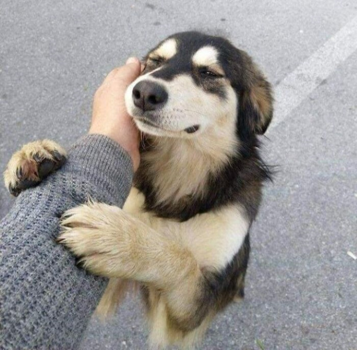 Preciosos Momentos De Animales, perro abrazando a una persona