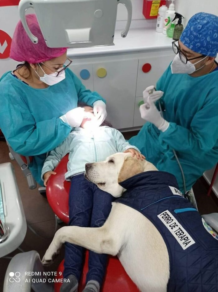 Preciosos Momentos De Animales, perro de apoyo en el dentista