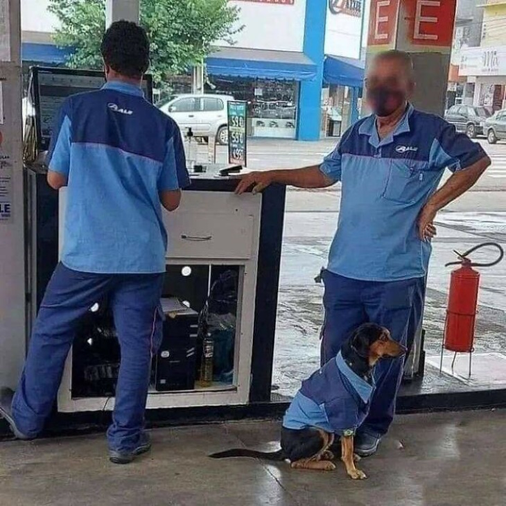 Preciosos Momentos De Animales, perro en gasolinera