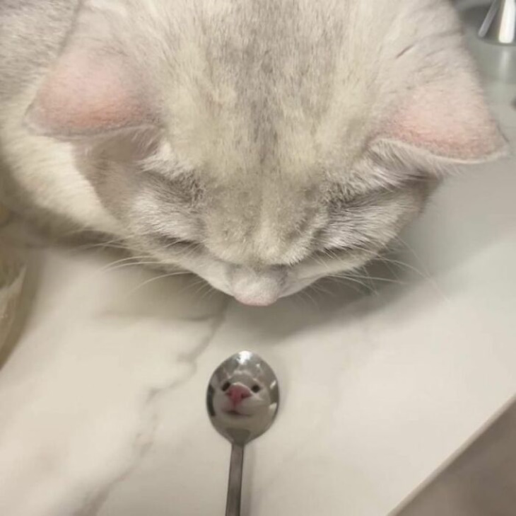 Preciosos Momentos De Animales, gatita se mira en una cuchara