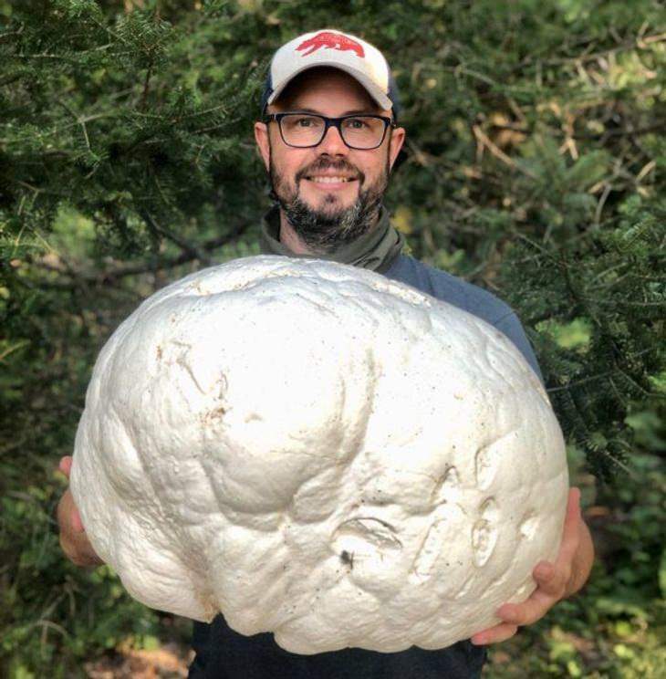 Un hongo puffball gigante de Wisconsin