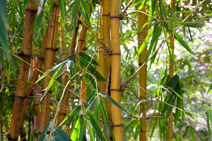 8 Lecciones De Vida Que Podemos Aprender Del Bambú