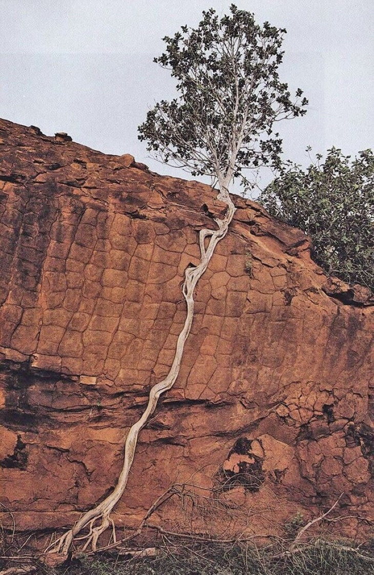 Supervivencia de un árbol