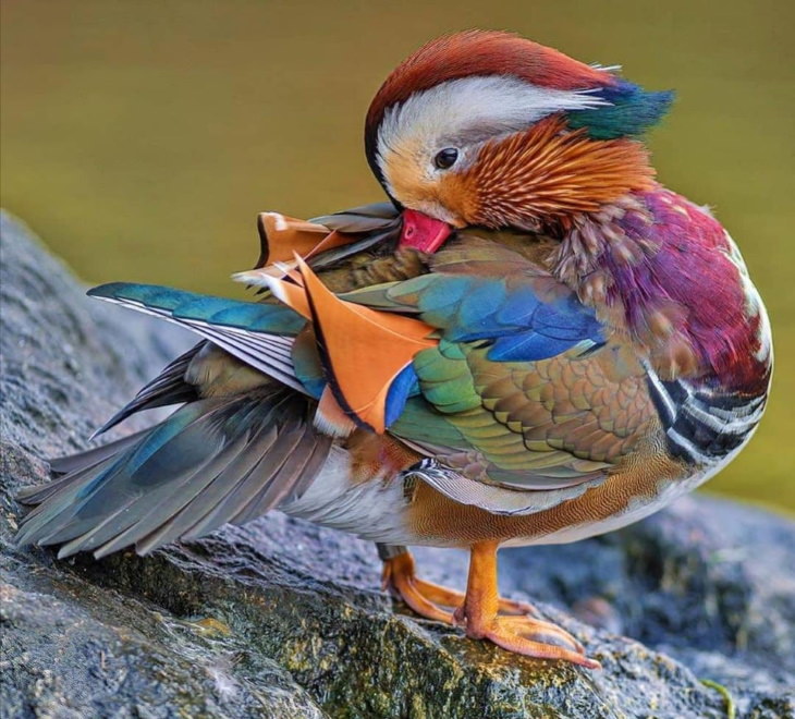 Un hermoso pato mandarín limpiando sus plumas de colores