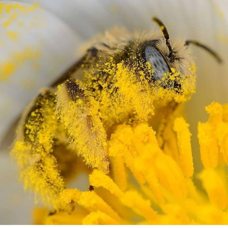 Una abeja alimentándose de néctar, toda cubierta de polen.
