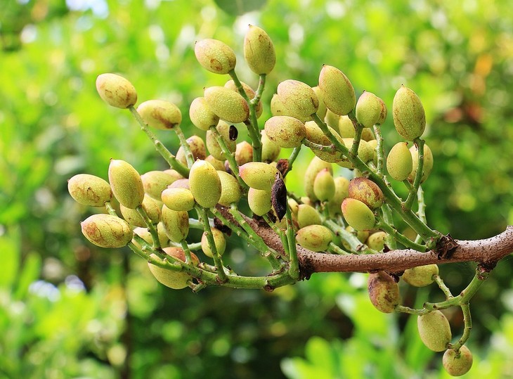 Beneficios De Los Pistachos, árbol de pistachos