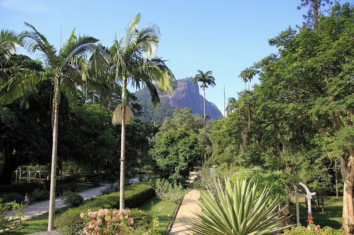 Atracciones Turísticas En Río De Janeiro, Jardín Botánico de Río de Janeiro