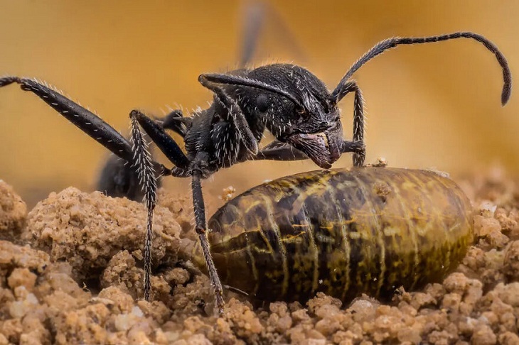 Fotografía De Insectos 2023, hormiga