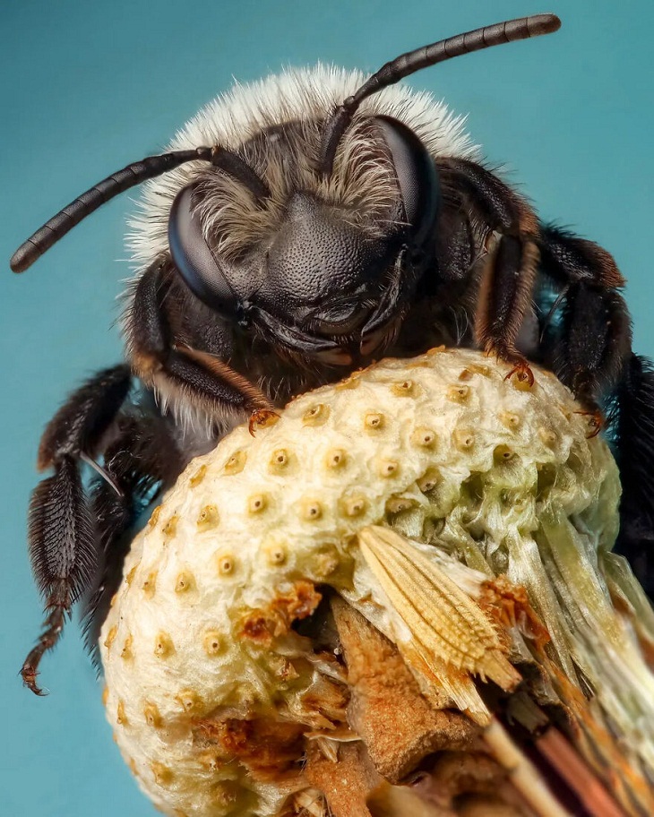 Fotografía De Insectos 2023, abeja minera cenicienta