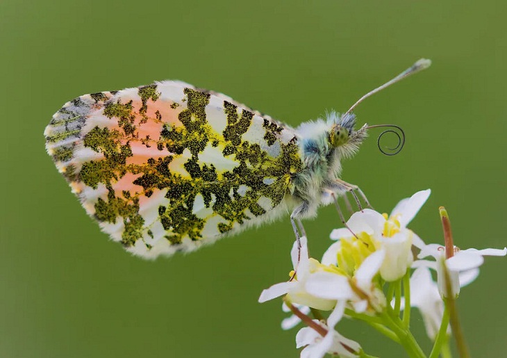 Fotografía De Insectos 2023, mariposa macho de punta naranja