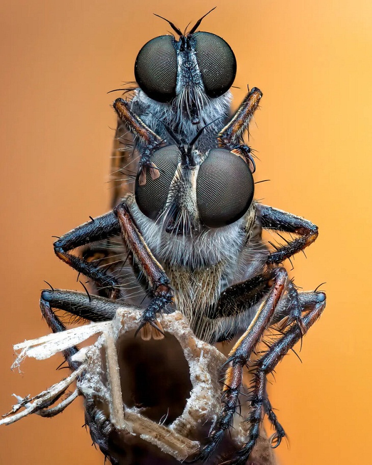 Fotografía De Insectos 2023, un par de moscas ladronas de pestañas doradas