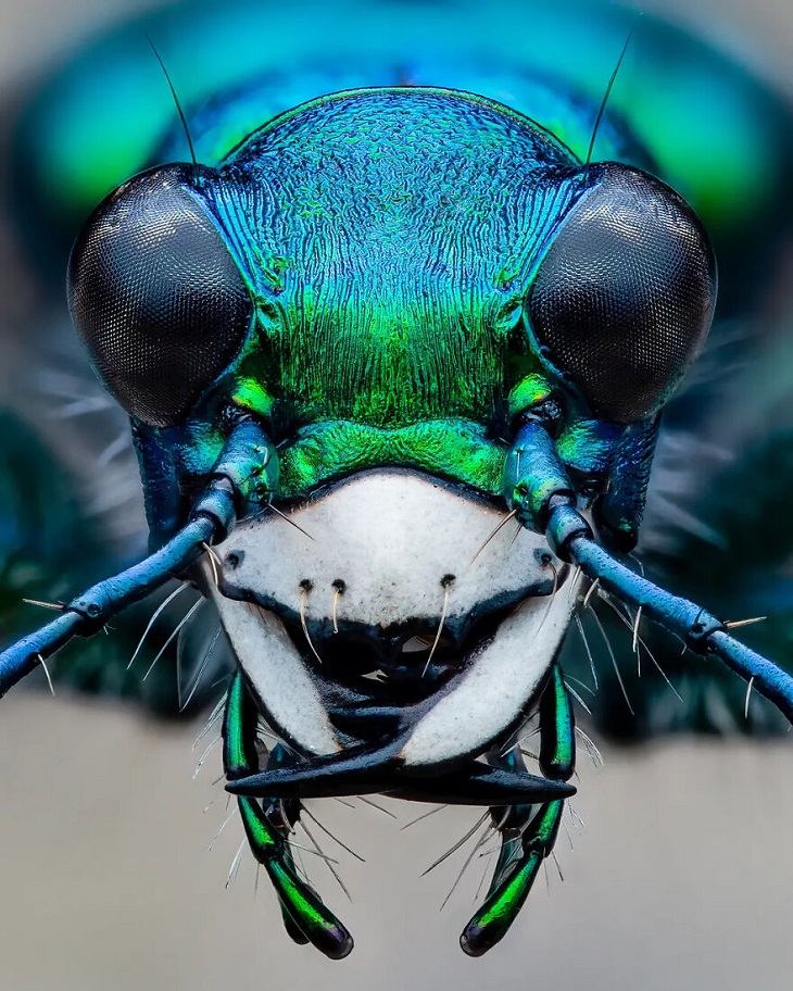 Fotografía De Insectos 2023, escarabajo tigre manchado