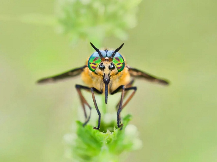 Fotografía De Insectos 2023, hembra adulta de la mosca del ciervo de dos lóbulos