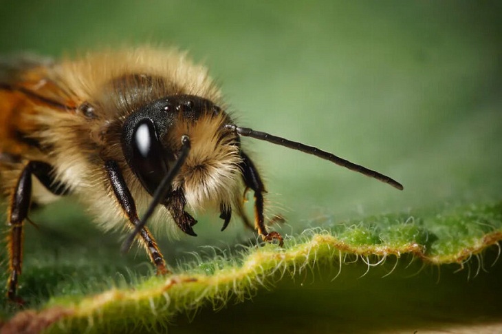  Fotografía De Insectos 2023, abejas albañiles rojas hembra