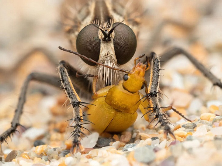 Fotografía De Insectos 2023, escarabajo del azufre