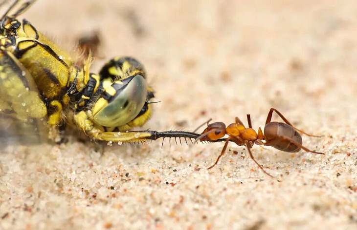 Fotografía De Insectos 2023, hormigas rojas de madera
