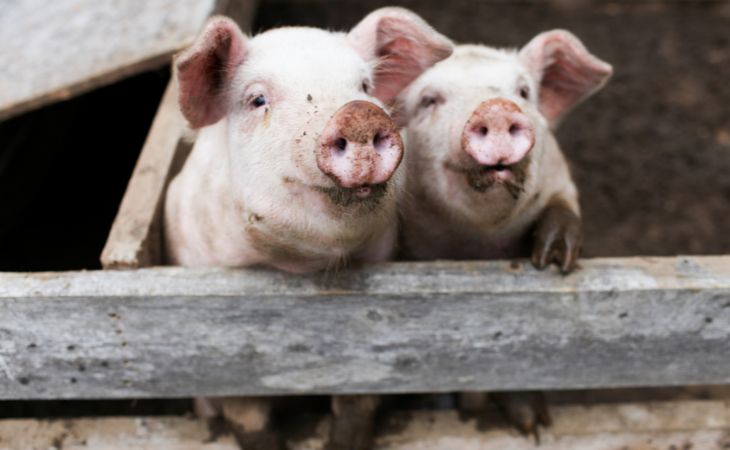 Chiste Del Día: La Comida De Los Cerdos