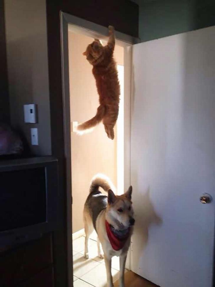 Gato Ninja, gato colgado de la puerta