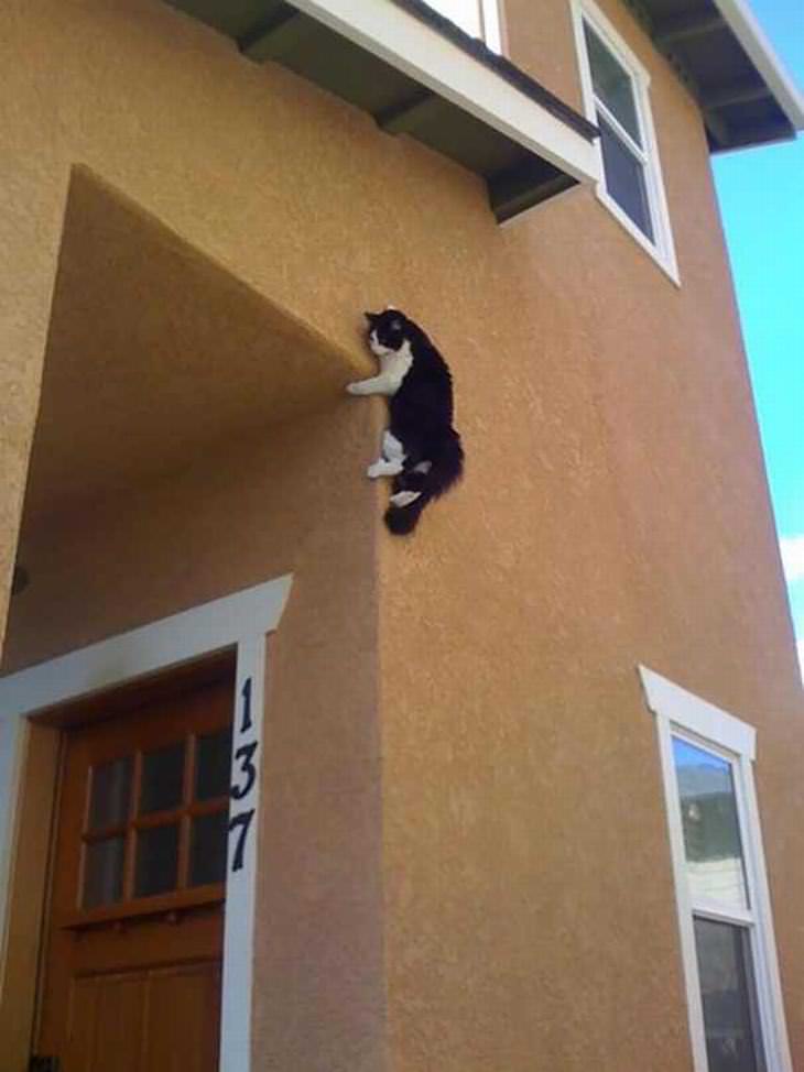 Gato Ninja, gato en la entrada