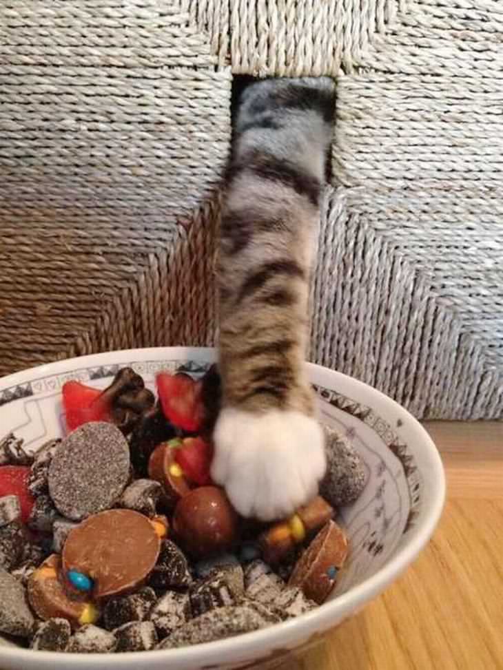 Gato Ninja, gato robando chocolates