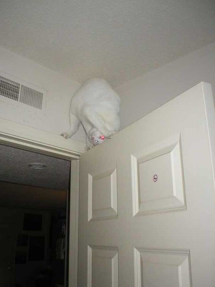 Gato Ninja, gato en puerta de la habitación