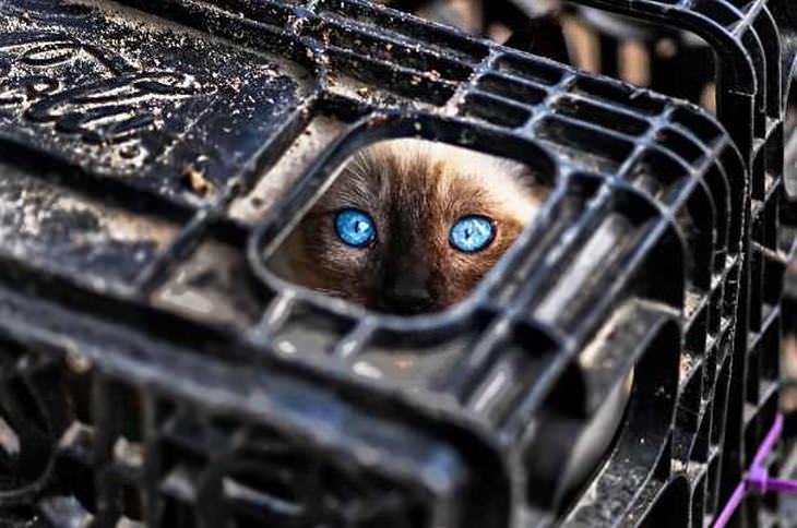 Gato Ninja, gato escondido en caja