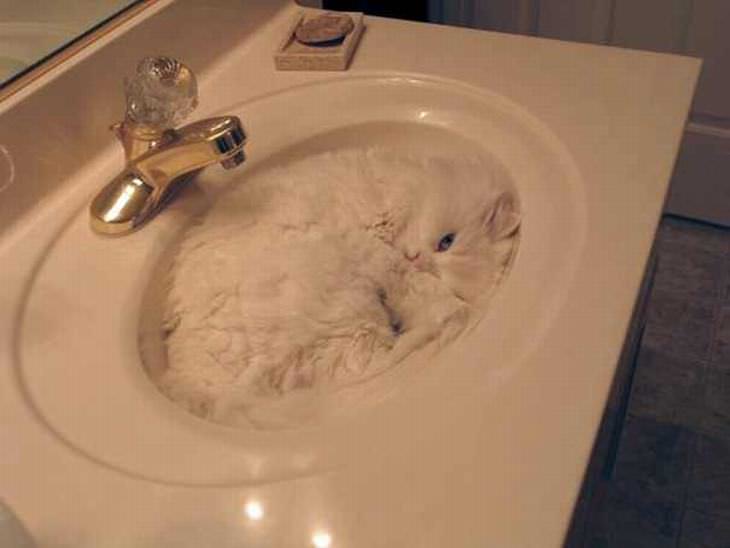 Gato Ninja, gato en lavabo del baño