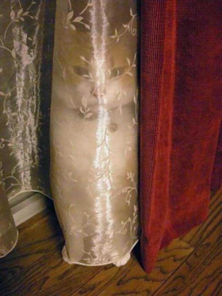 Gato Ninja, gato escondido en las cortinas