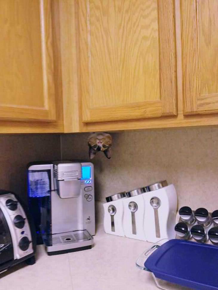 Gato Ninja, gato escondido en la cocina