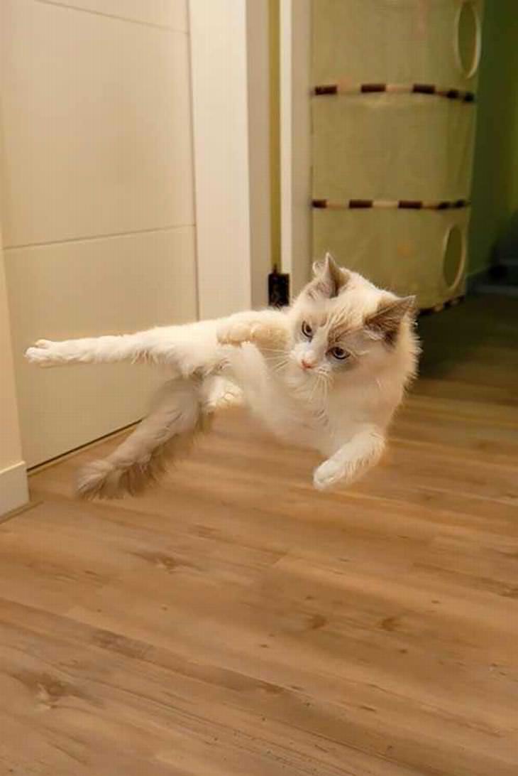 Gato Ninja, movimientos