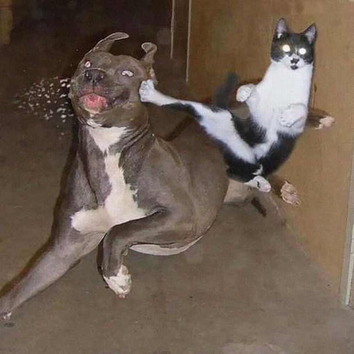 Gato Ninja, gato pateando a un perro