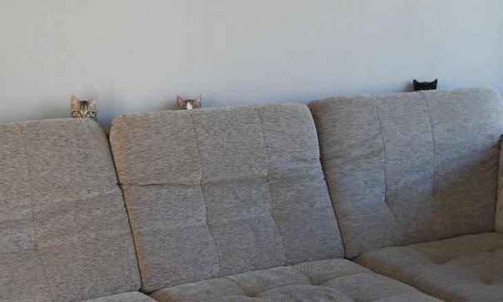 Gato Ninja, gatos detrás del sofá