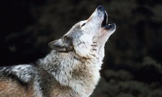 Qué planeta coincide con tu personalidad: Wolf