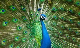 Qué planeta coincide con tu personalidad: Peacock